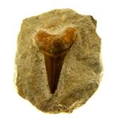 LAMNA SHARK TOOTH ON MATRIX FOSSIL SPECIMENS. SPR9184