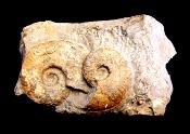 SIGALOCERAS AMMONITES IN MATRIX SPECIMEN.   SP10250