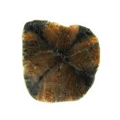 Chiastolite Cross Polished Face Slice Specimen.   SP15817POL 