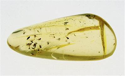 MADAGASCAN COPAL (YOUNG AMBER) SPECIMEN. SP5247POL