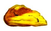 POLISHED BALTIC AMBER SPECIMEN. SP8616POL