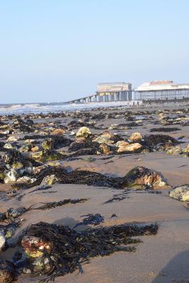 Norfolk Geology Flint & Chalk - What is it and How did it form.. 