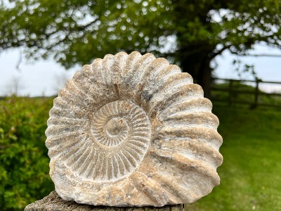 AGADIR AMMONITE. 'GIGANTUS MANTELLOCERAS'. 14cm-15cm CUT BASE   Amono50