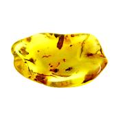 BALTIC AMBER POLISHED SPECIMEN.   SP13808POL