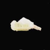 Brazilianite Raw Crystal Specimen.   SP16961