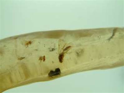 MADAGASCAN COPAL (YOUNG AMBER) SPECIMEN. SP449