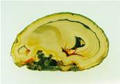 AGATE SLICE SPECIMEN. SP6433POL