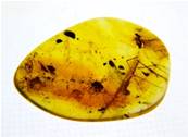POLISHED BALTIC AMBER SPECIMEN. SP8614POL