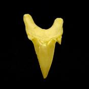 OTODUS SHARK TOOTH FOSSIL SPECIMEN.   SP14258