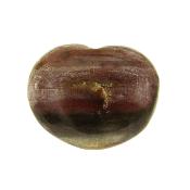 Petrified Wood Polished Heart.   SP16140POL