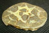 SEPTARIAN SLICE SPECIMEN.   SP2606POL