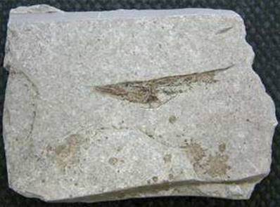 FOSSIL FISH SPECIES - CENTRISCUS (AMPHISTYLE) HEINRICHI. SP3166