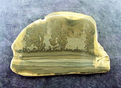 FOSSILISED COTHAM MARBLE POLISHED FACE SLICE. SP7743POL