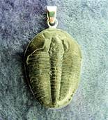 TRILOBITE FOSSIL PENDANT WITH 925 SILVER SETTING. SP7800PEND