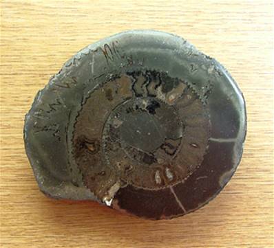 PYRITISED POLISHED FACE AMMONITE FOSSIL SPECIMEN. SP7867POL