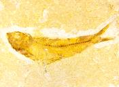 Knightia Fossil Fish on Limestone Plate.   SP15272