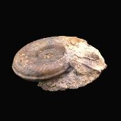 Fossil Ammonite Specimen.   SP17235