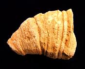 RUGOSE CORAL FOSSIL SPECIMEN.   SP10227