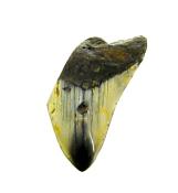 PARTIAL MEGALODON TOOTH FOSSIL SPECIMEN.   SP12835POL