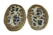 Septarian Sliced & Polished Face Nodule Pair.   SP15846POL