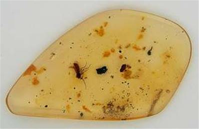 POLISHED COLUMBIAN COPAL SPECIMEN DISPLAYING INSECT INCLUSIONS.