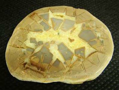 SEPTARIAN SLICE SPECIMEN.   SP2607POL