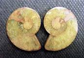 AMMONITE POLISHED FACE PAIR (MADAGASCAR). SP4110POL