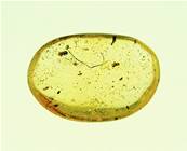 MADAGASCAN COPAL (YOUNG AMBER) SPECIMEN. SP5252POL