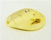 MADAGASCAN COPAL (YOUNG AMBER) POLISHED SPECIMEN. SP7556POL