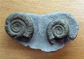 AMMONITE FOSSILS IN MATRIX SPECIMEN. SP7875