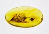 POLISHED BALTIC AMBER SPECIMEN. SP8618POL