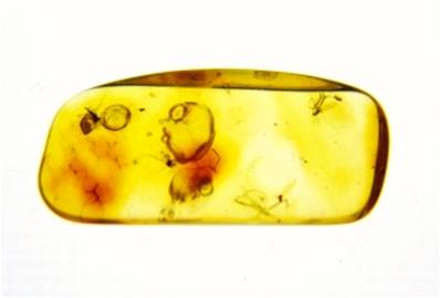 POLISHED BALTIC AMBER SPECIMEN. SP8636POL