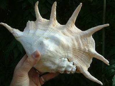 GIANT TRUNCATA SHELL PHILLIPINES 33CM. SHELL8