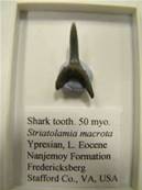 FOSSIL SHARK TOOTH.   shark03