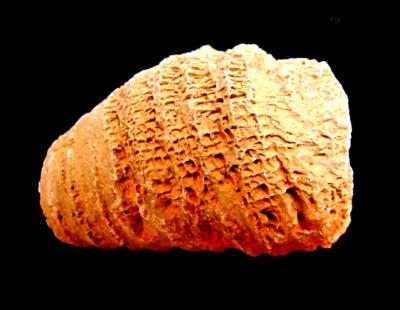 RUGOSE CORAL FOSSIL SPECIMEN.   SP10230