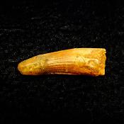 SPINOSAURUS TOOTH FOSSIL (LIGHTLY RESTORED).    SP14259 