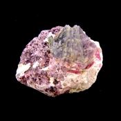 Bi-Coloured Tourmaline with Rubellite & Lepidolite Mica on Feldspar Matrix.   SP15491