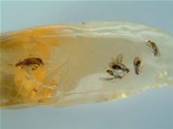 MADAGASCAN COPAL (YOUNG AMBER) SPECIMEN. SP441