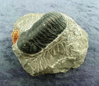 TRILOBITES