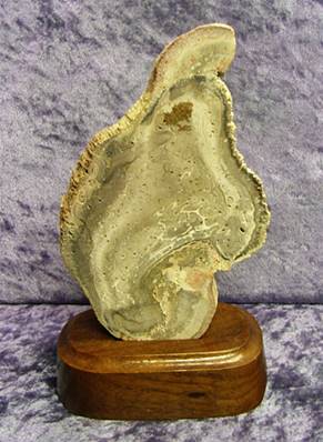 FREE STANDING PETRIFIED WOOD SLICE SPECIMEN. SP7206POL