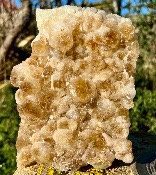 Citrine Cluster Specimen Cut Based (Heat Treated).    SP14832SHF 