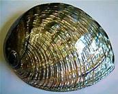 ABALONE NATURAL POLISHED SHELL (HALIOTIS RUFESCENS).    SHELL22