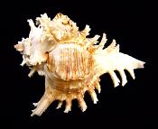 MUREX RAMOSUS (CHILOREUS RAMOSUS) SHELL SPECIMEN.   SP10360