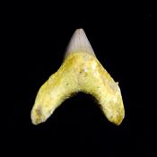 OTODUS SHARK TOOTH FOSSIL SPECIMEN.   SP14255