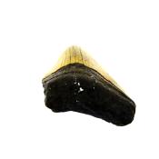 PARTIAL MEGALODON TOOTH FOSSIL SPECIMEN.   SP14269