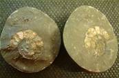 POLISHED AMMONITE NODULE PAIR.   SP2768POL