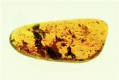 MADAGASCAN COPAL (YOUNG AMBER) SPECIMEN. SP5245POL