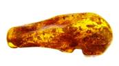 POLISHED BALTIC AMBER SPECIMEN. SP8617POL