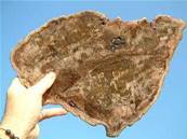 Giant Petrified Wood Polished Face Slice Specimen.   PETWDSL01