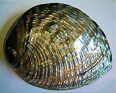 ABALONE NATURAL POLISHED SHELL (HALIOTIS RUFESCENS).    SHELL22